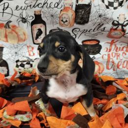 Austin - Piebald male Dachshund puppy in Anaconda, Montana from Williams Family Dachshunds