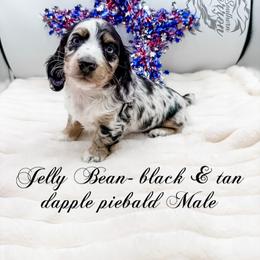 Jelly Bean - Dapple male Dachshund puppy in Prairieville, Louisiana from Southern Barron Danes & Dachshunds