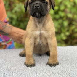 Boy 1 Blue collar - Apricot male Mastiff puppy in Fore Store, Virginia from Coopers Mastiffs & Duck Tollers