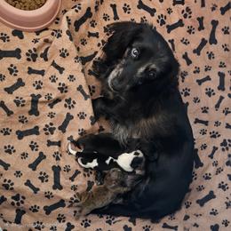 Dachshund puppies from Mini Doxie Mischief Makers
