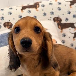 Dapple boy - Dapple male Dachshund puppy in Pacific, Washington from Han&Jan Doxie’s