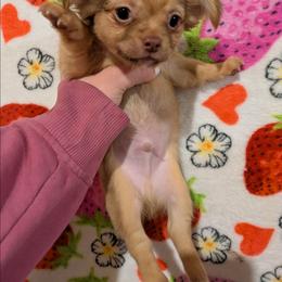 Louis - Chocolate brindled fawn male Chihuahua puppy in Amity, Pennsylvania from Baxters Chihuahuas