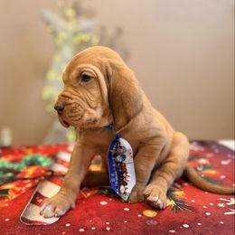 Deputy Drool, - Red male Bloodhound puppy in Inman, Nebraska from Sandhill Hounds of Nebraska