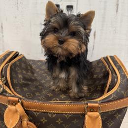 Biewer Terrier and Yorkshire Terrier Puppies from Coastal Yorkshire Terrier Yorkies & Biewer Terriers