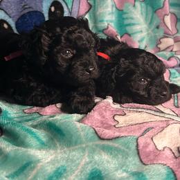 Emily - Black female Poodle puppy in Clover, South Carolina from Cudi’s Buddies