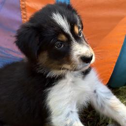 Kent County - Tri-color male Border Collie puppy in Coventry, Rhode Island from Michelle's Border Collies