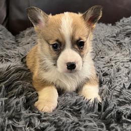 EKM-2 - Red male Pembroke Welsh Corgi puppy in Stockton, Iowa from Infinity Corgis