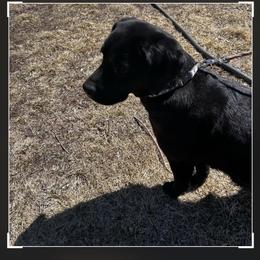 Glory - Black female Labrador Retriever puppy in Durango, Colorado from Burress Family Farm and Kennels