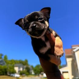 Max - Black and tan male Chihuahua puppy in Charlotte, North Carolina from Lawinski’s Chihuahua World