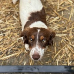 Boone - Piebald male Dachshund puppy in Indian Trail, North Carolina from Hilda’s Teenie Weenies