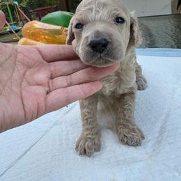 Ghost 1,605 AKC Standard Poodle - Cream male Poodle puppy in Conway, Arkansas from Arkansas River Poodles