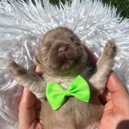 Moonbeam - Lilac male Shih Tzu puppy in Coolidge, Arizona from Shih Tzu’s  ‘N’ Love