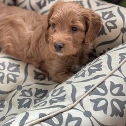 Bernedoodle, Goldendoodle, and Aussiedoodle Puppies from Lakeside Doodles