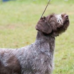 German Wirehaired Pointers and Golden Retrievers from Pegram Kennels