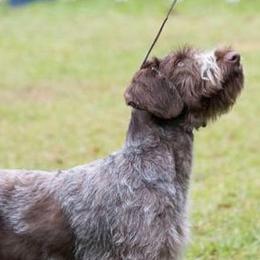 German Wirehaired Pointers and Golden Retrievers from Pegram Kennels