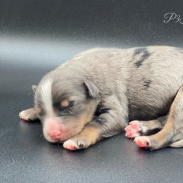 Miniature Australian Shepherd and Toy Australian Shepherd Puppies from P3 Toy and Miniature Australian Shepherd’s