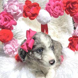Aussiedoodle and Goldendoodle Puppies from Cuddly Doodles