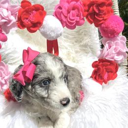 Aussiedoodle and Goldendoodle Puppies from Cuddly Doodles