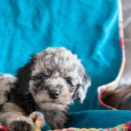 Aussiedoodle and Goldendoodle Puppies from Goldendoodledoo