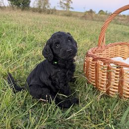 Percy - Black male Labradoodle puppy in Watertown, Tennessee from PawfectBud