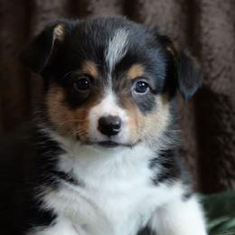 Raisin - Black and tan male Pembroke Welsh Corgi puppy in California City, California from Piff N Puff Corgis