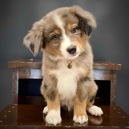 Buck (With Natural Tail) - Blue merle male Miniature Australian Shepherd puppy in Liberty, South Carolina from Alexander Canines