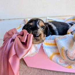 Annabelle - Dapple female Dachshund puppy in Tennessee Colony, Texas from Hairy Wieners
