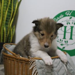 Scout - Sable male Collie puppy in Versailles, Indiana from Circle H Farm