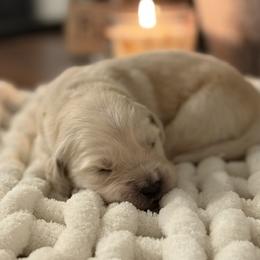 Girl 5 - female Golden Retriever puppy in New Kent, Virginia from Coastal Retrievers