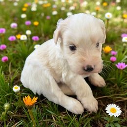 Crystal - White female Miniature Schnauzer puppy in Paradise, Utah from Highbornschnauzers