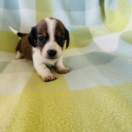 Boy 1 - Piebald male Dachshund puppy in Oklahoma from DRB Dachshunds
