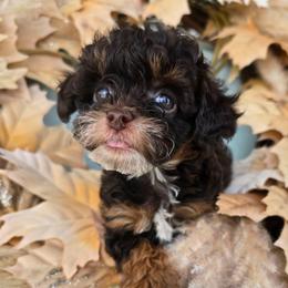 Saturn - Red tri-color male Aussiedoodle puppy in Prescott Valley, Arizona from Ramirez Family Doodles