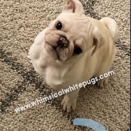 Dumpling - White male Pug puppy in Cleveland, Ohio from Whimsical White Pugs - Quality Comes First! We offer Flight Nanny Services for Additional Fee.