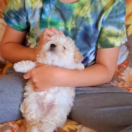 Maltipoo Puppies from Little Cupcakes and Little Punkins Maltipoos