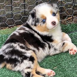 Charlie - Blue merle female Miniature Australian Shepherd puppy in Spirit Lake, Idaho from Gemstone Ridge Mini Aussies