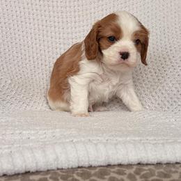 Gus - Blenheim male Cavalier King Charles Spaniel puppy in Katy, Texas from True Heart Cavaliers llc