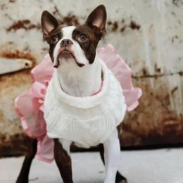 Boston Terriers from Riggy’s House