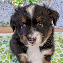Onyx - Black tri male Toy Australian Shepherd puppy in Covington, Louisiana from Corner Oak Aussies