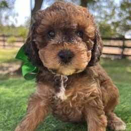 Dark Green Collar - Sable male Goldendoodle puppy in Waterford, California from Windy Hill Doodles