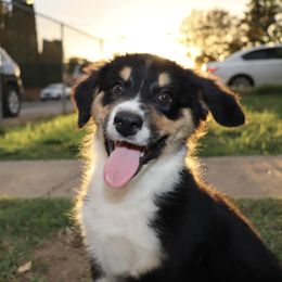 Sage - Black tri-color female Australian Shepherd puppy in Ceres, California from Knight's Aussies