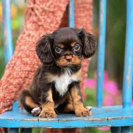 Saffron - Chocolate male Cavalier King Charles Spaniel puppy in Sugarcreek, Ohio from Chocolate Cavalier