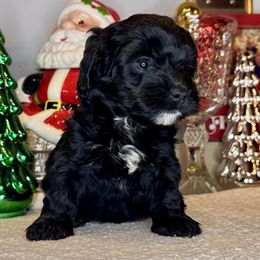Girl 3 - Black and white female Bernedoodle puppy in Russiaville, Indiana from Pleasant Creek Minibernedoodles