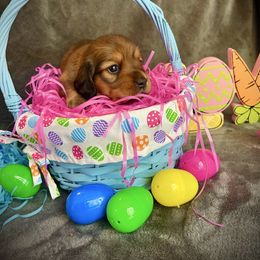 Willow - Red Dachshund puppy in Buford, Georgia from Emory Farm Dachshunds
