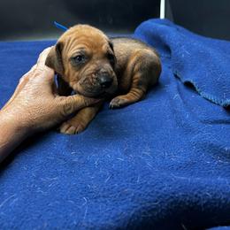 Boy 3 ( Blue) - Rd whtn blk nose male Rhodesian Ridgeback puppy in Ocala, Florida from DogWood Kennels