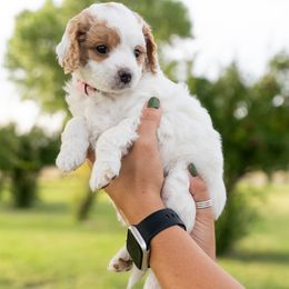 Girl 1 - Parti Goldendoodle puppy in Nevada from Down Country Doodles