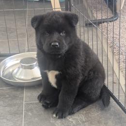 Akita Puppies from Akita Kai Magic