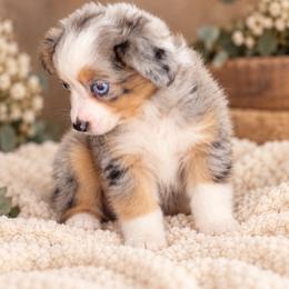 Fawn - Blue merle female Miniature Australian Shepherd puppy in Oroville, California from Diamond Arrow Aussies