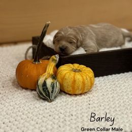 Boy 4 - Parti male Goldendoodle puppy in Voluntown, New York from Barnwood Doodles