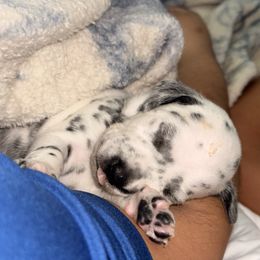 Ziggy - White and black male Dalmatian puppy in Miami, Florida from Soflo Dalmatians