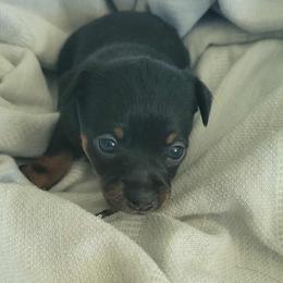 Mrs black beauty 2500 - Black and tan female Chihuahua puppy in Las Vegas, Nevada from Quality Poms Chihuahua Yorkies of Las vegas